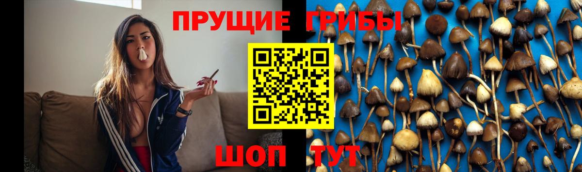 Псилоцибиновые грибы Cubensis  Вход с VPN  Карпинск  Галлюциногенные грибы Psilocybe 